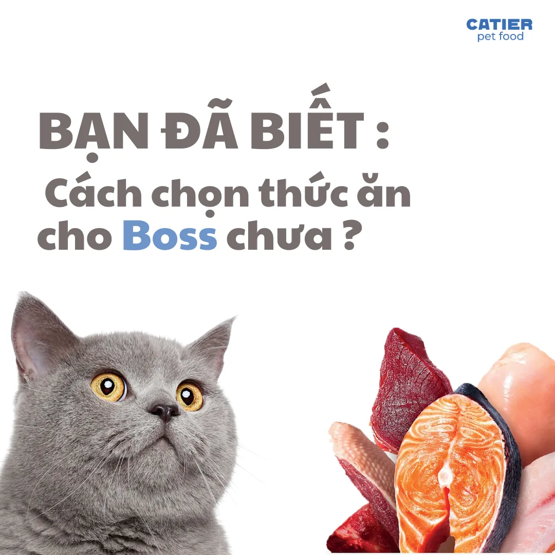 Catier — Fresh Pet Food Marketing & GTM